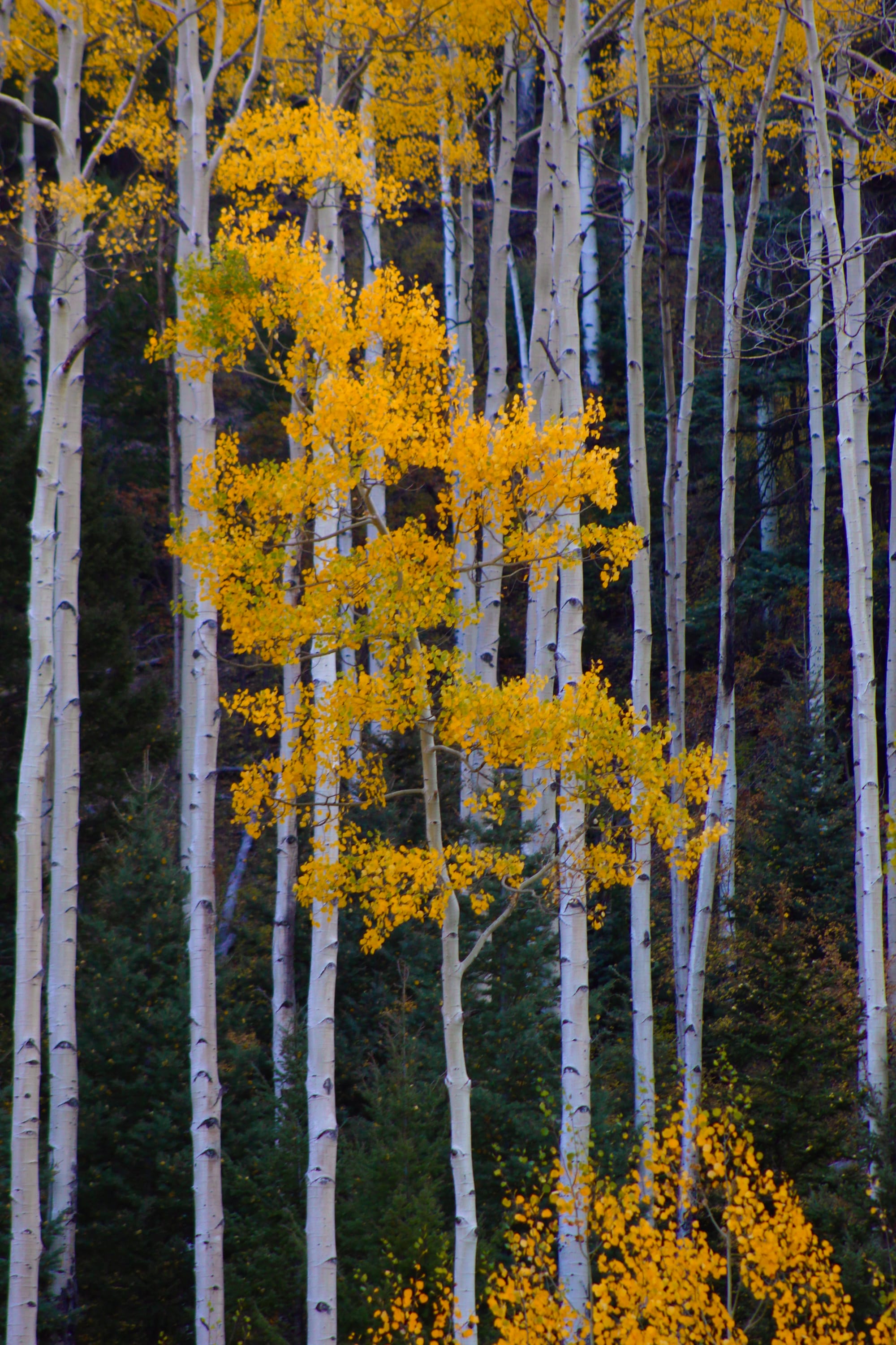 New Mexico Climate Justice